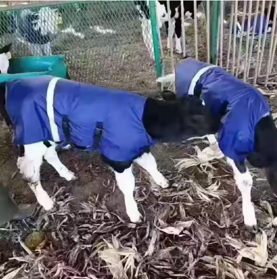 Windproof Calf Blanket