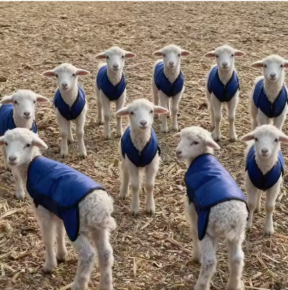 Sheep Warm Coat Vest Jacket In Winter