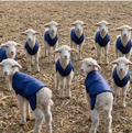 Sheep Warm Coat Vest Jacket In Winter